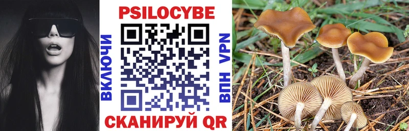 Купить  Балей  Псилоцибиновые грибы Psilocybe 
